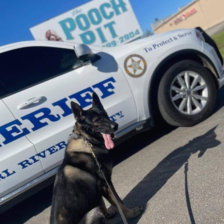 Police dog in front of police car